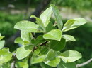 Musk willow
